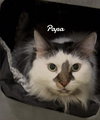 Papa - Photo 2