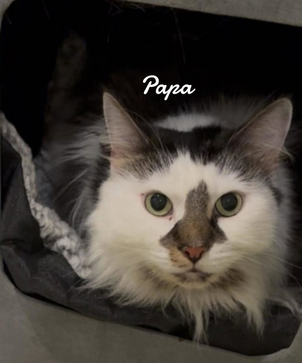Papa