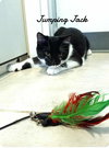 Jumping Jack - Photo 1
