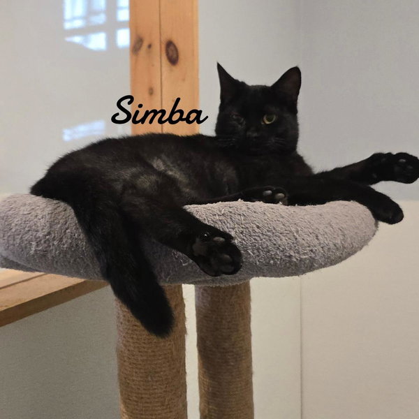 Simba