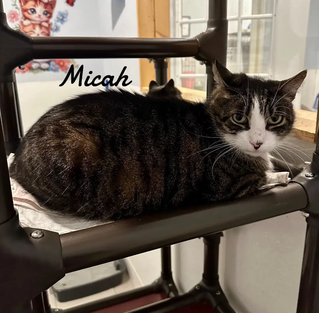 Micah image 2