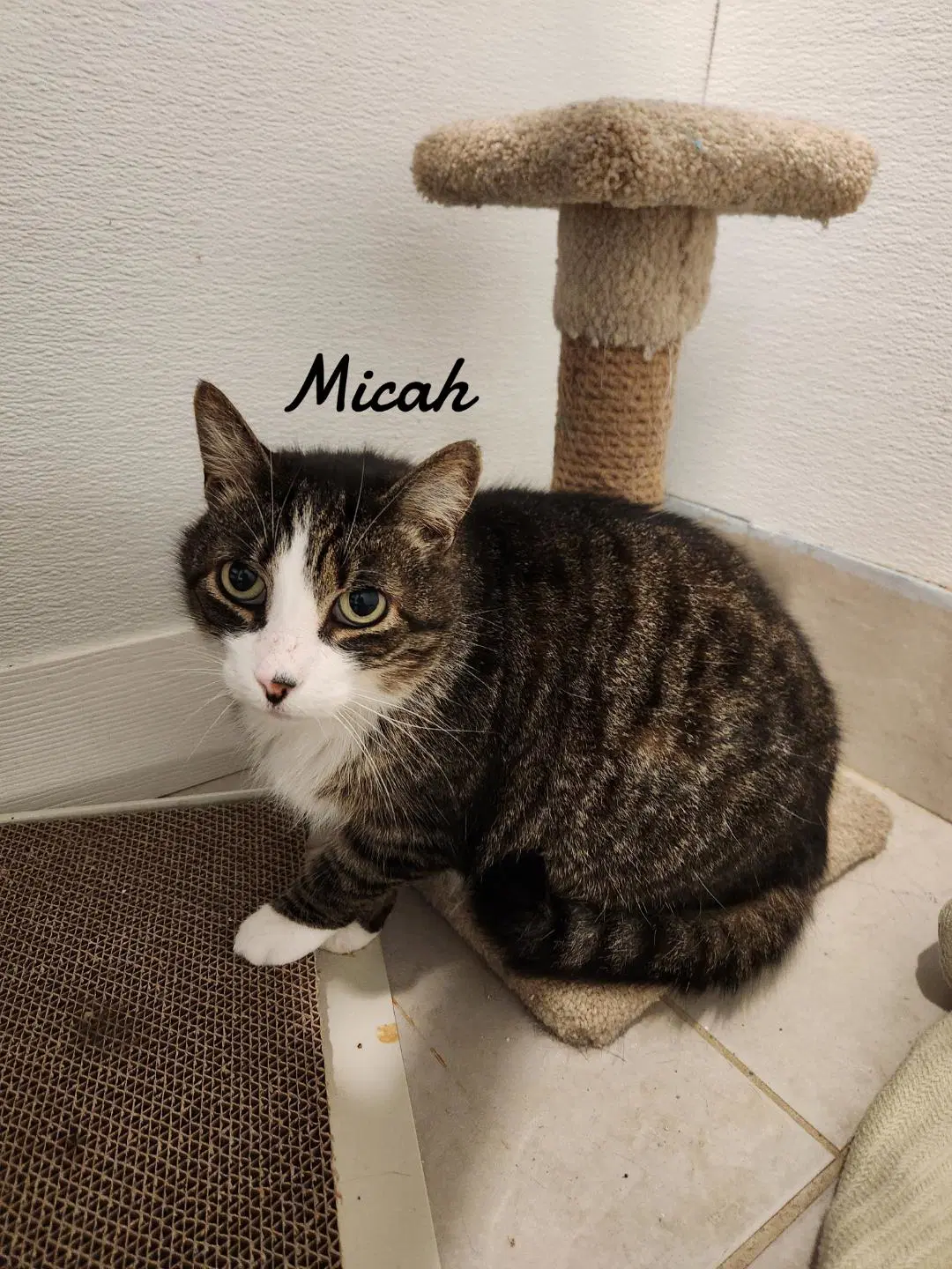 Micah image 3