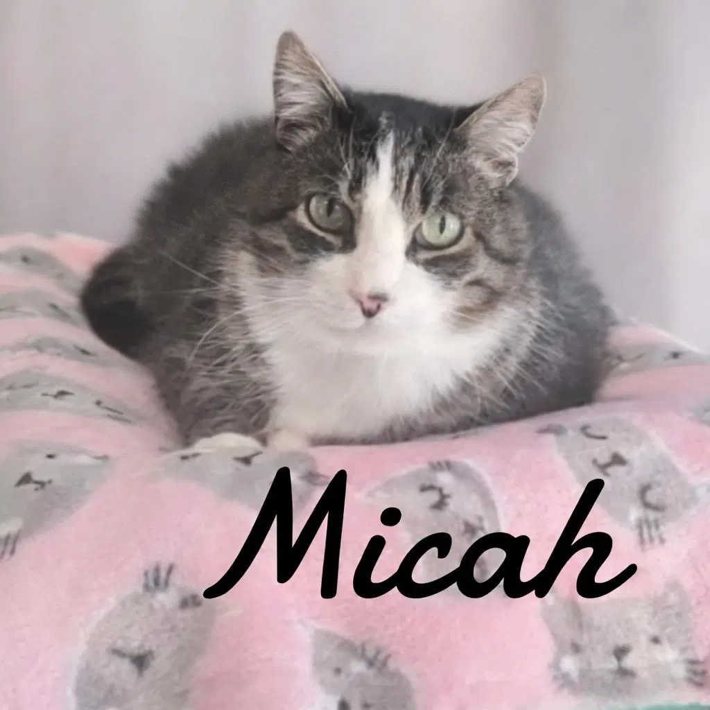 Micah - Domestic Short Hair