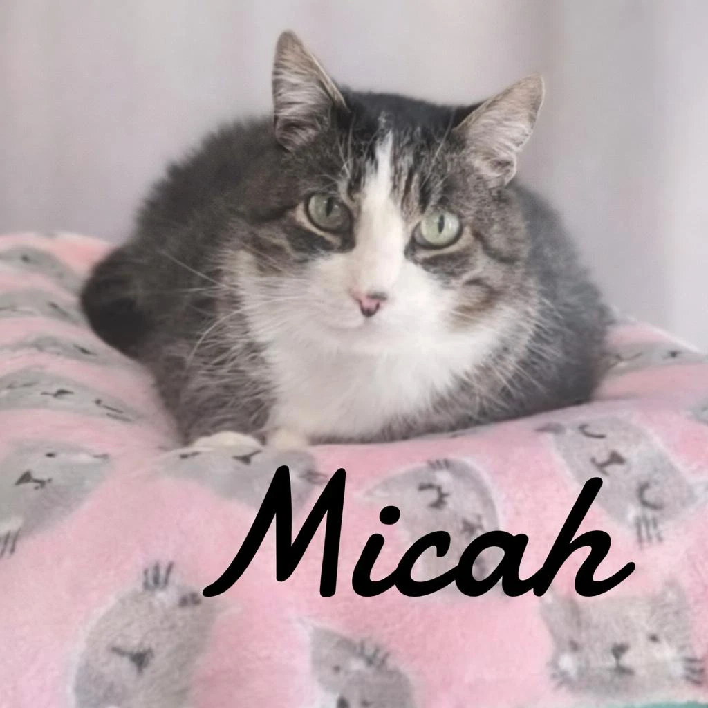 Micah