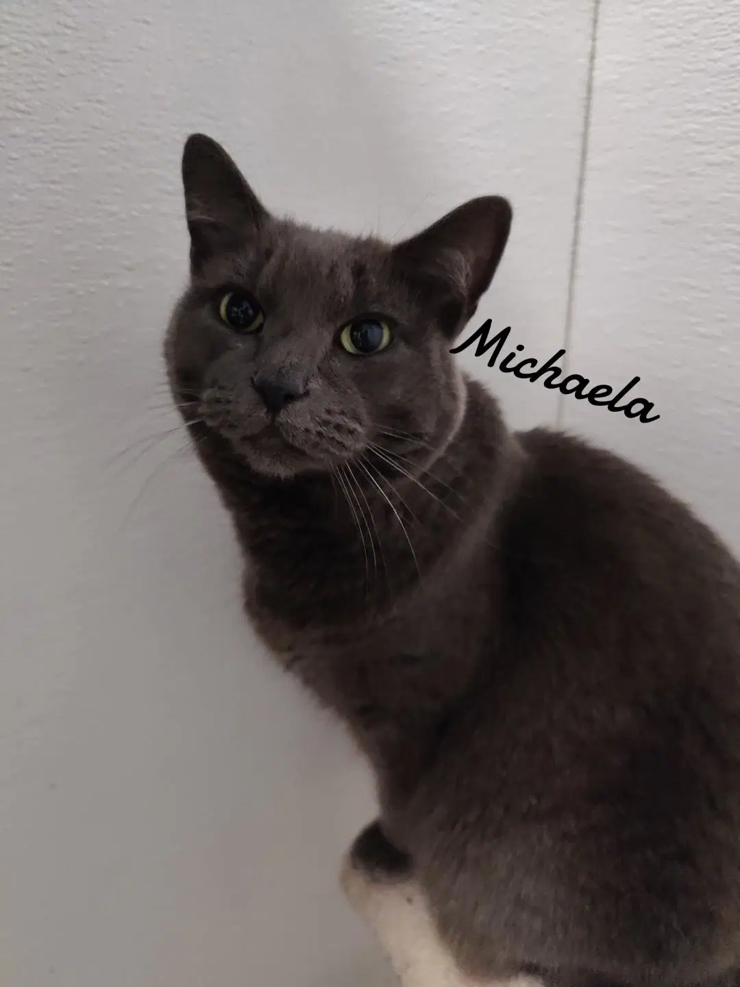 Michaela - Domestic Short Hair