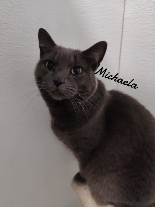 MICHAELA - Domestic Short Hair available for adoption