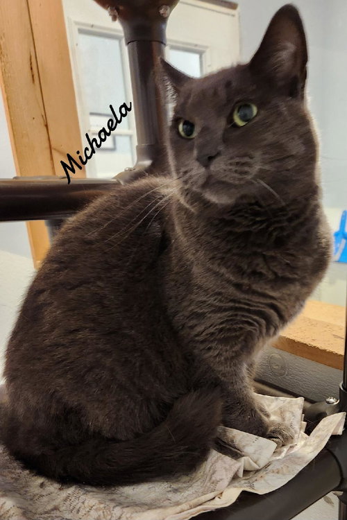 MICHAELA - Domestic Short Hair available for adoption