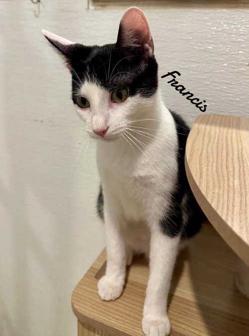 FRANCES - Domestic Short Hair available for adoption