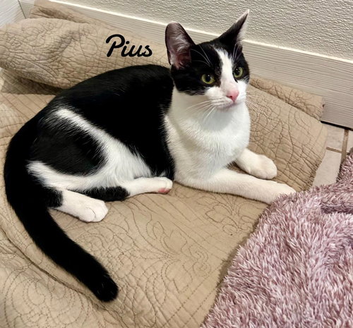PIUS - Domestic Short Hair available for adoption