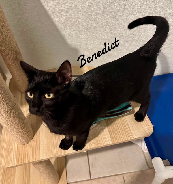 Benedict