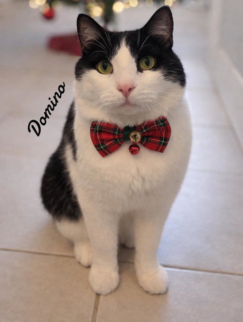 DOMINO - Domestic Short Hair available for adoption