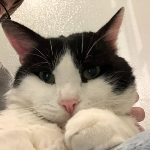 DOMINO - Domestic Short Hair available for adoption