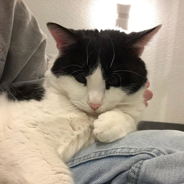 Domino