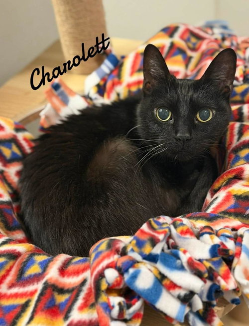 Charolett, Senior Domestic Short Hair (short coat), cat for adoption in Westfield, Massachusetts