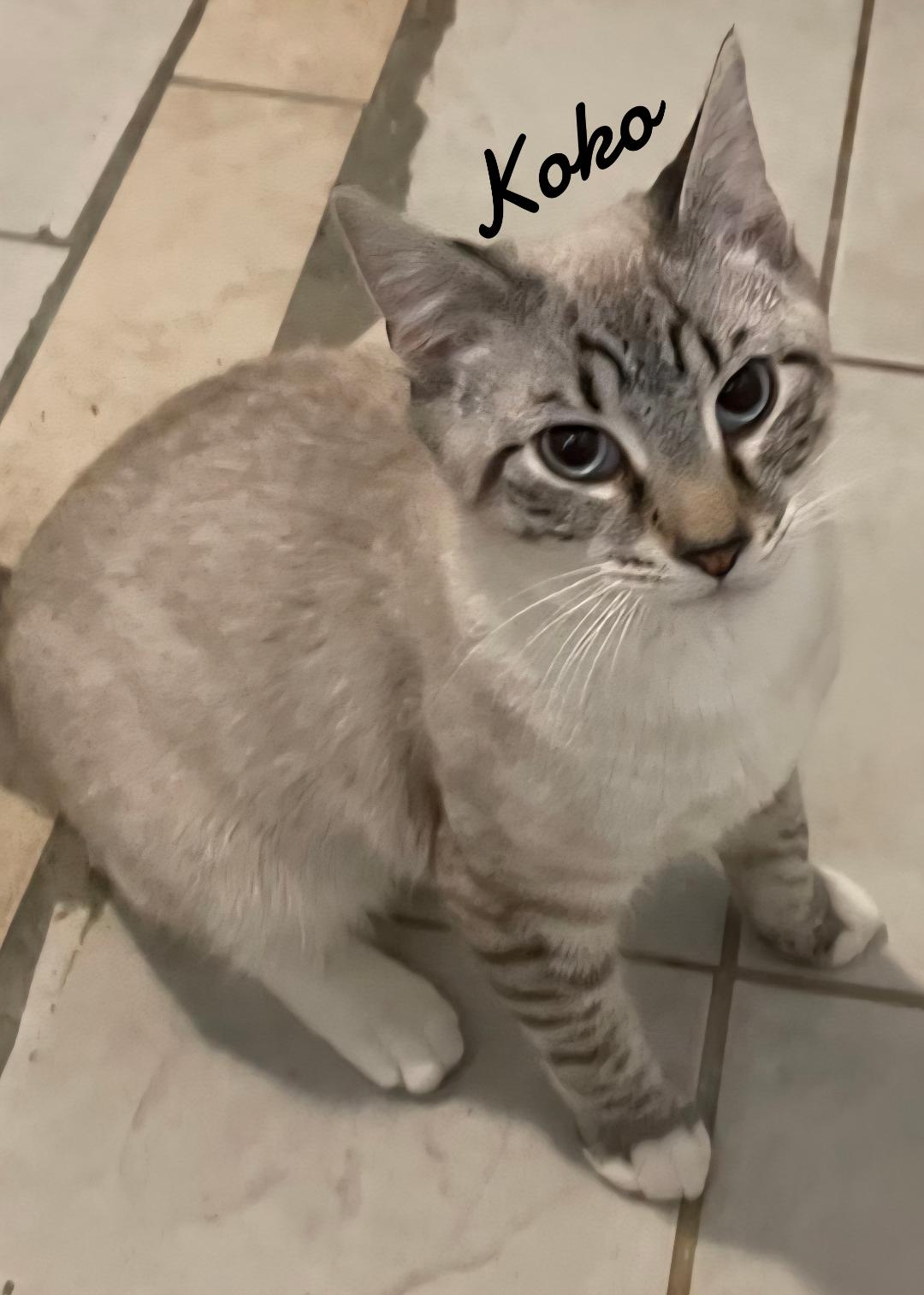 Koko