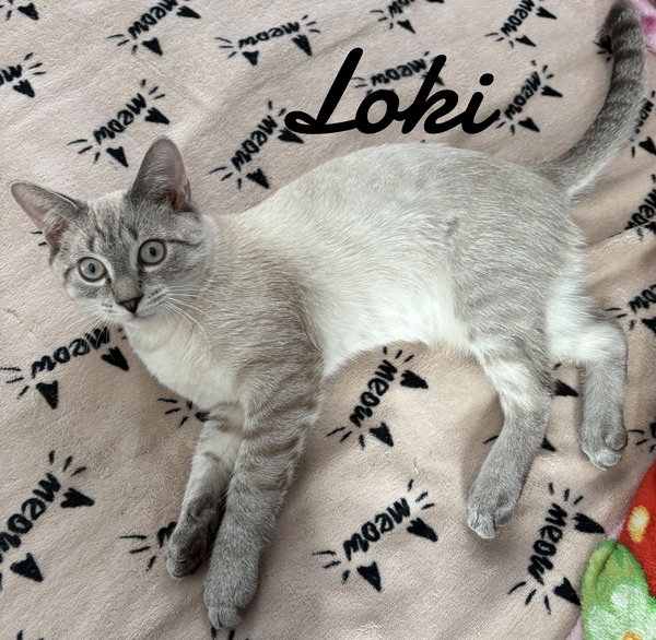 Loki