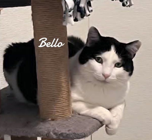 Bello