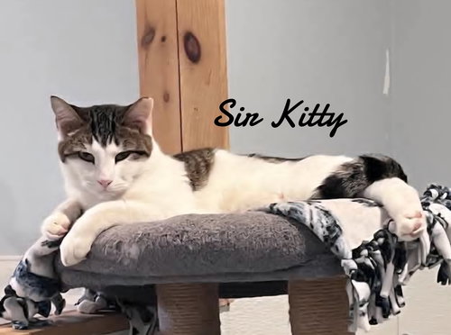 Sir kitty, an adoptable Domestic Short Hair in Naugatuck, CT