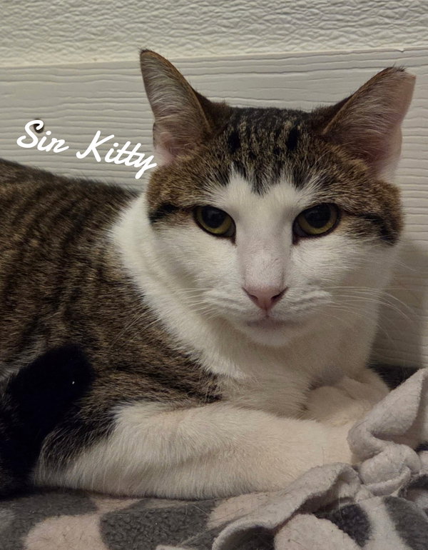 Sir kitty
