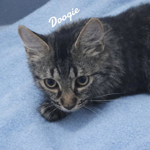 Doogie, an adoptable Domestic Medium Hair in Naugatuck, CT