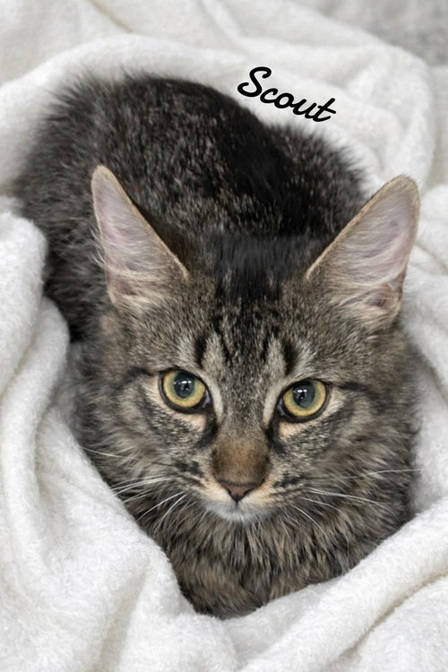 Scout, an adoptable Domestic Medium Hair in Naugatuck, CT