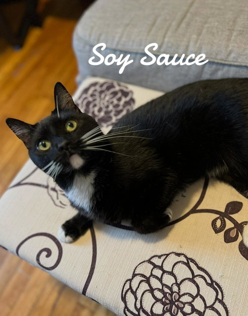 Soy Sauce, an adoptable Domestic Short Hair in Naugatuck, CT
