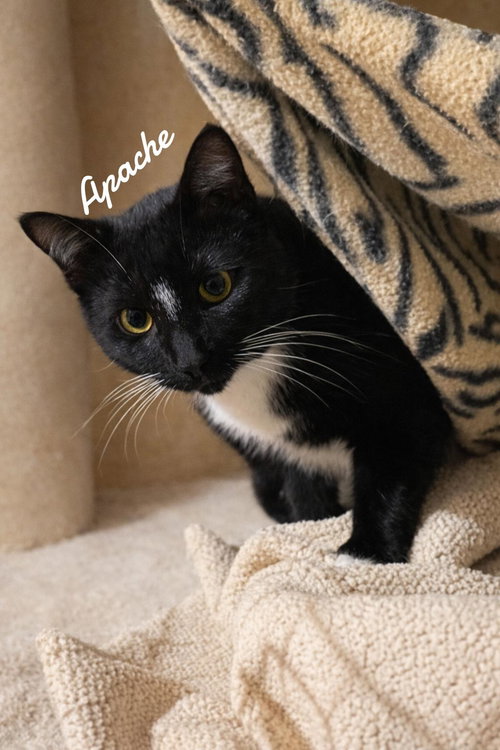 Apache, Young Domestic Short Hair (short coat), cat for adoption in Westfield, Massachusetts