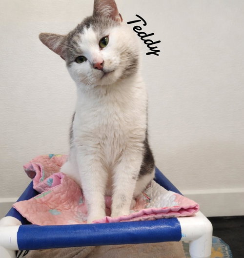 Teddy, Young Domestic Short Hair (short coat), cat for adoption in Westfield, Massachusetts