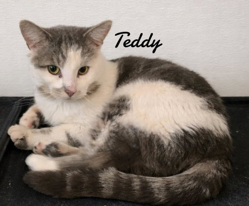 Photo 2 of Teddy