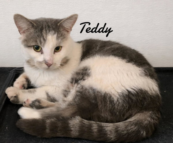 Teddy