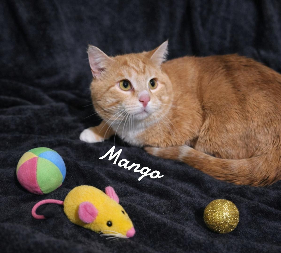 Mango