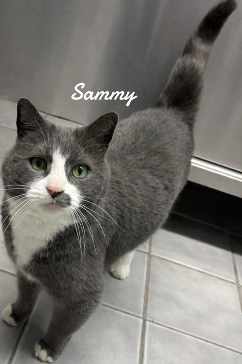 Sammy, Young Domestic Short Hair (short coat), cat for adoption in Westfield, Massachusetts