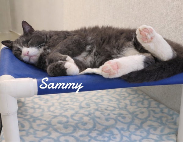 Sammy