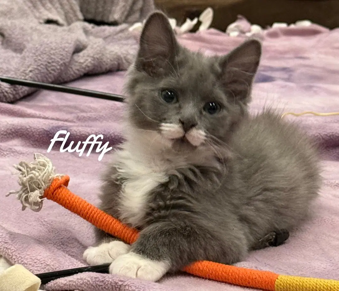 Fluffy - Domestic Long Hair