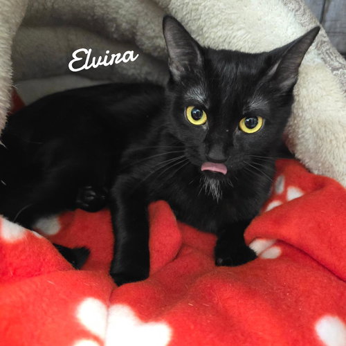 Elvira, an adoptable Domestic Short Hair in Naugatuck, CT