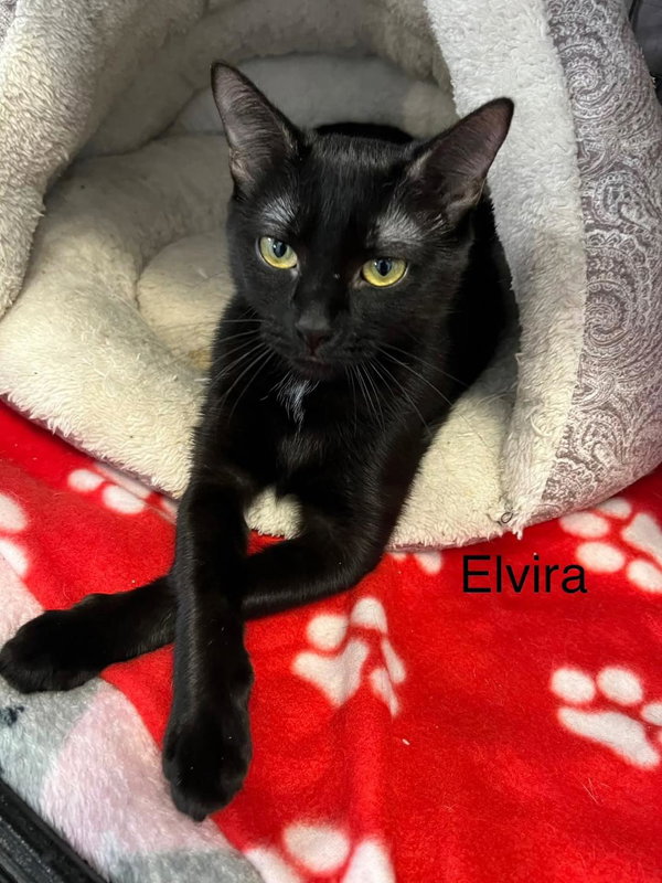 Elvira