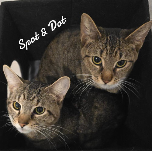 Spot & Dot, an adoptable Domestic Short Hair in Naugatuck, CT