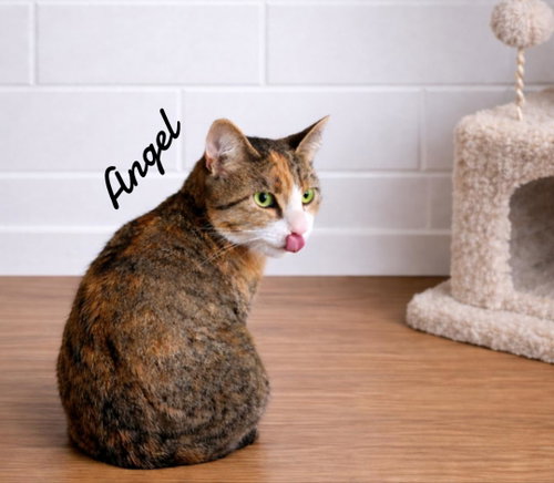 ANGEL - Domestic Short Hair available for adoption