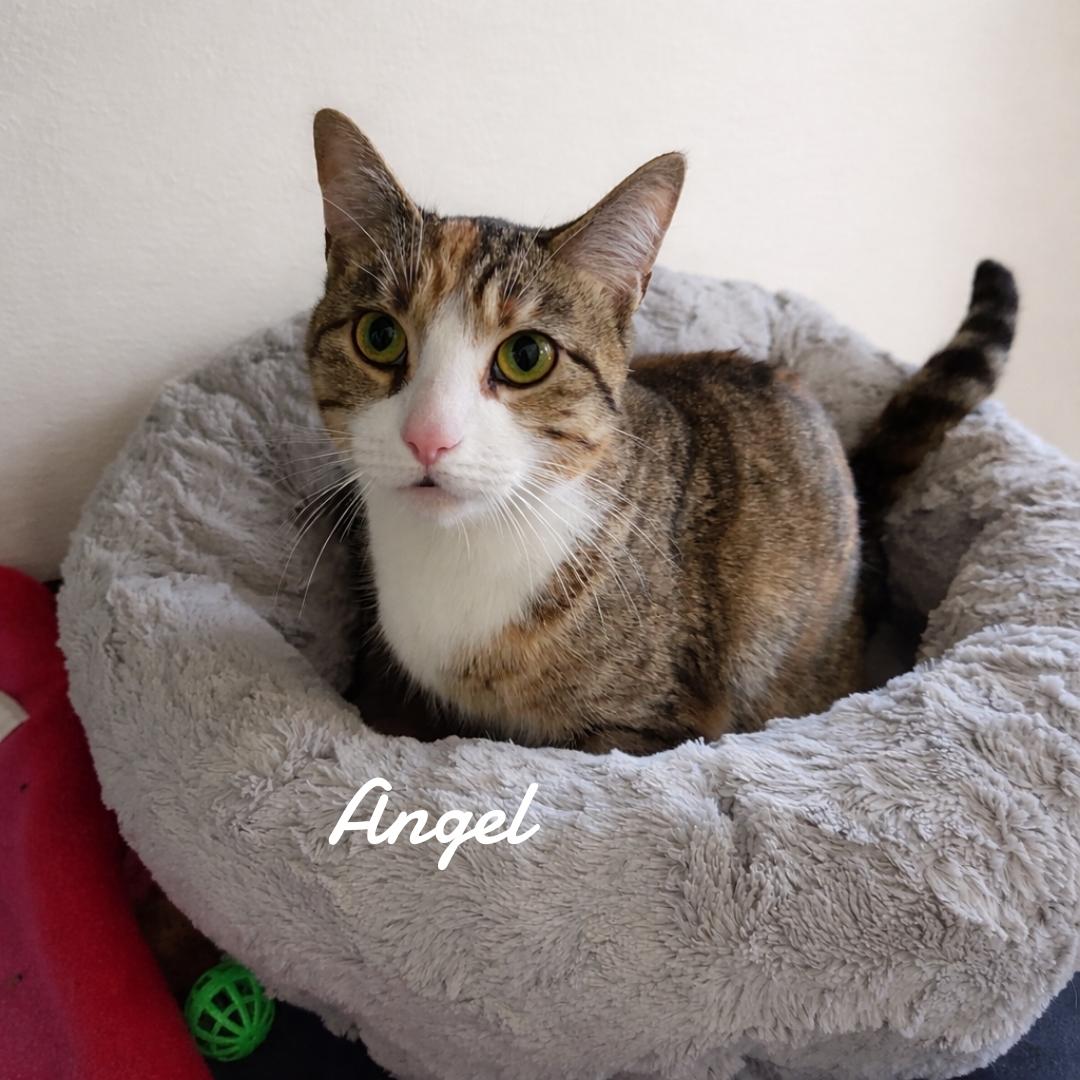 Angel