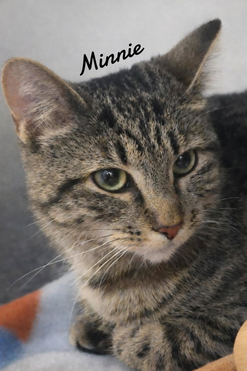 Minnie, Young Domestic Short Hair / Tabby (short coat), cat for adoption in Westfield, Massachusetts