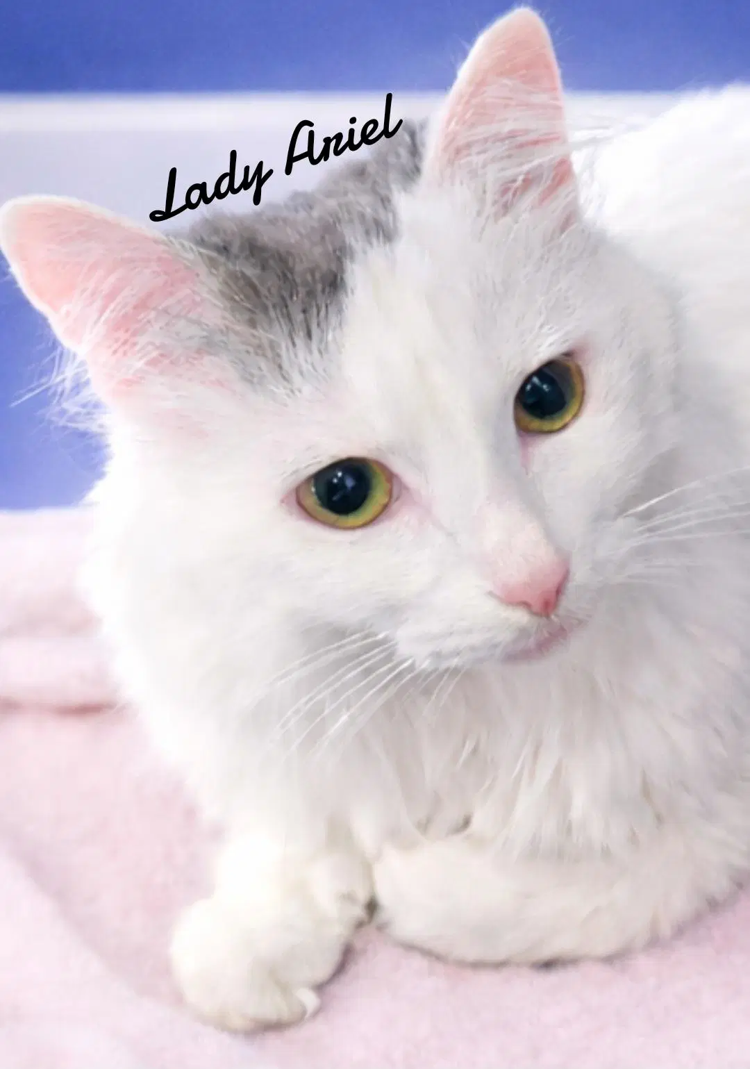 Lady Ariel - Domestic Long Hair