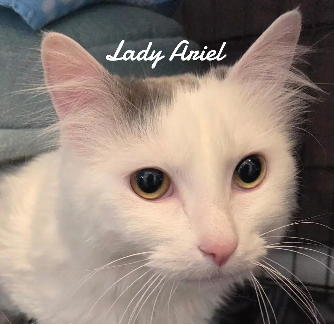 Lady Ariel image 2