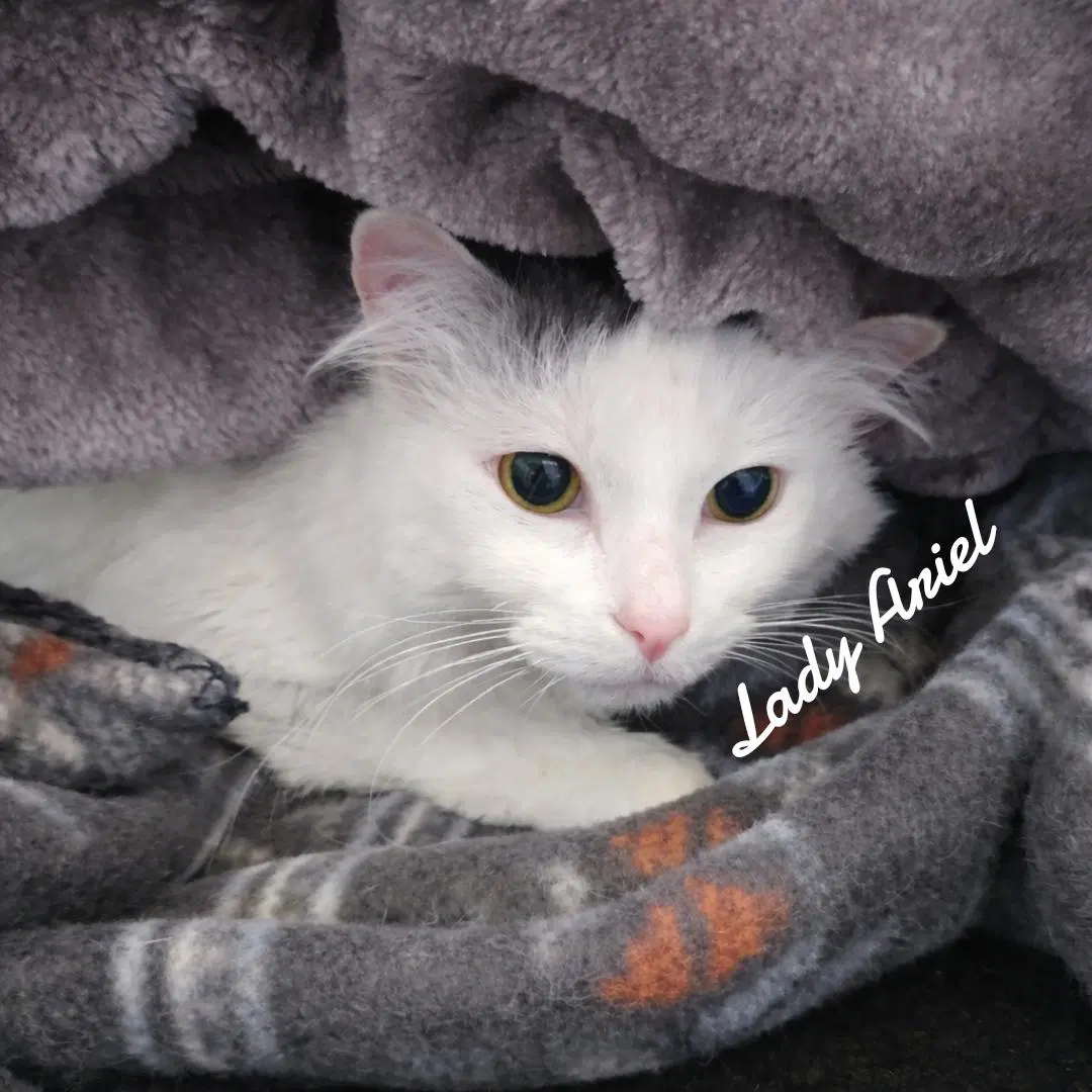 Lady Ariel image 3