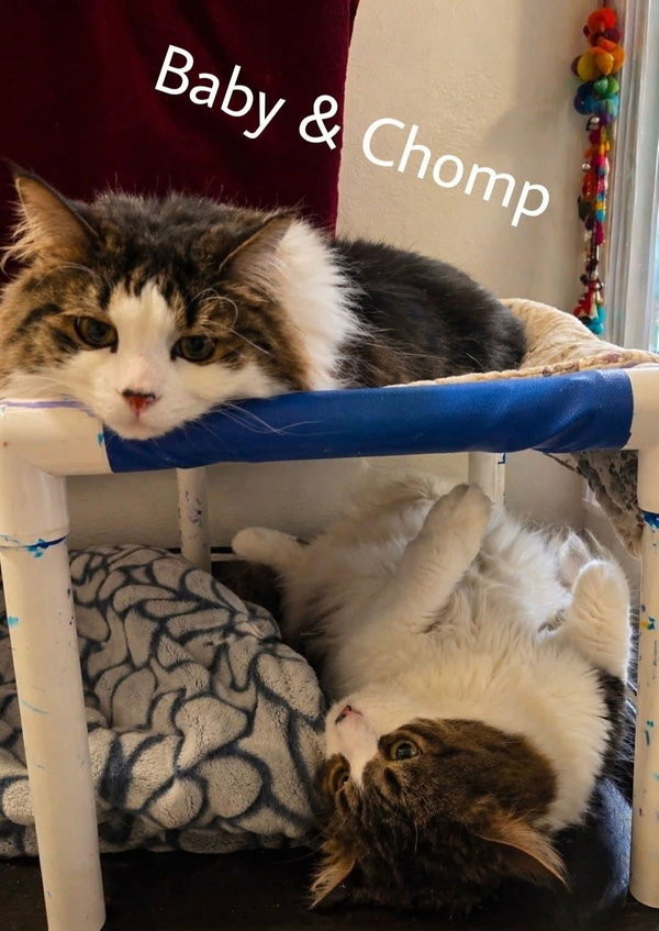 Chomp & Baby