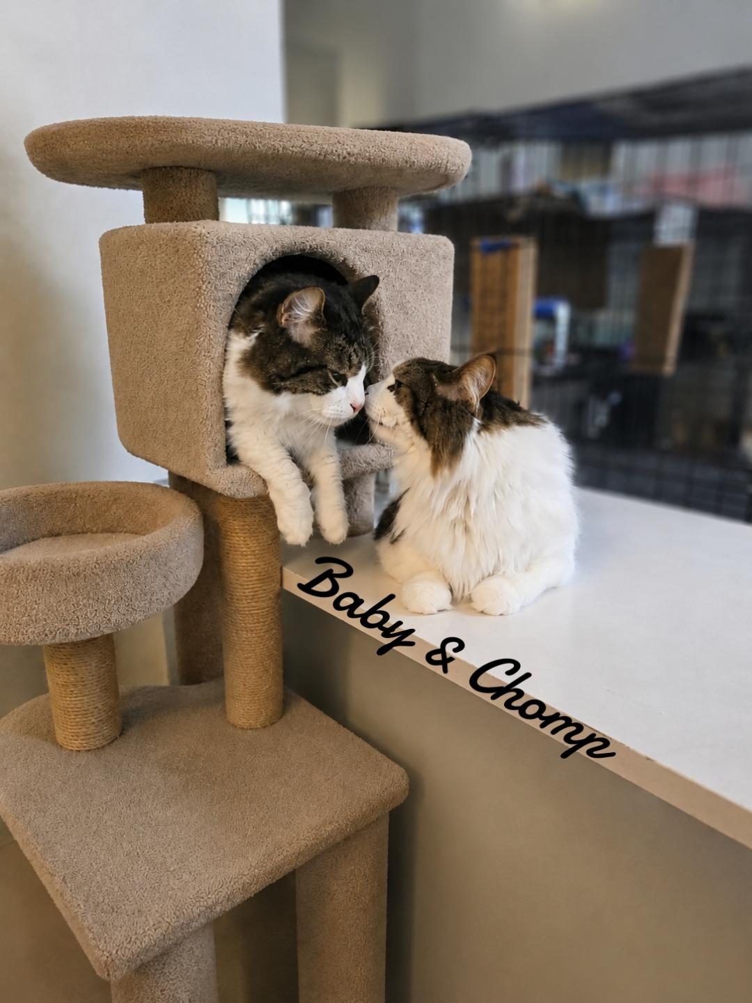 Chomp & Baby