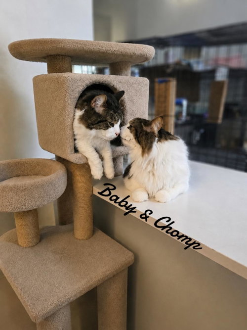 Chomp & Baby, an adoptable Domestic Long Hair in Naugatuck, CT