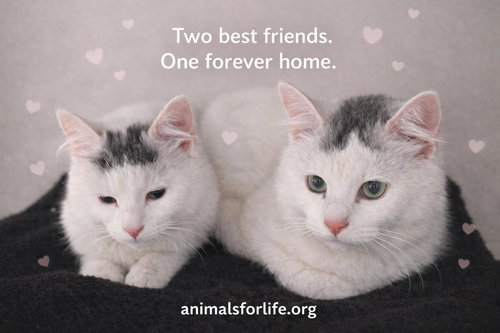 Luner&Sky, an adoptable Domestic Medium Hair in Naugatuck, CT