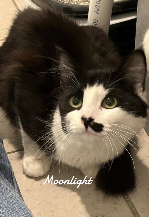 moonlight, Young Domestic Short Hair (short coat), cat for adoption in Westfield, Massachusetts