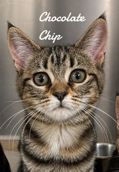 Cookie Kittens, an adoptable Domestic Short Hair in Naugatuck, CT