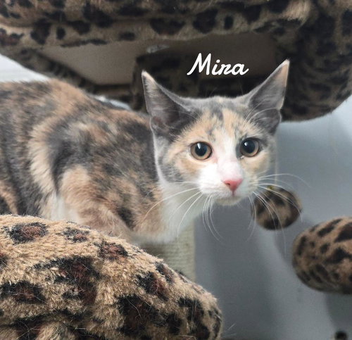 Mira, an adoptable Domestic Short Hair in Naugatuck, CT